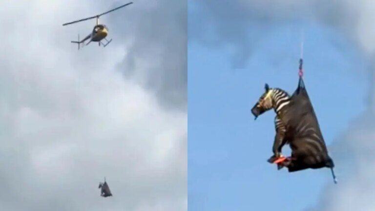 Çıkarılan Zebra Helikopteri tarafından yakalandı – Son Dakika Dünya Haberleri